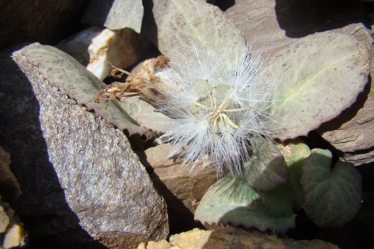 Image of Lactuca mira specimen.