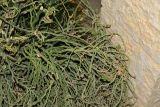 Euphorbia tithymaloides. Ветви. Израиль, впадина Мёртвого моря, киббуц Эйн-Геди. 24.04.2017.