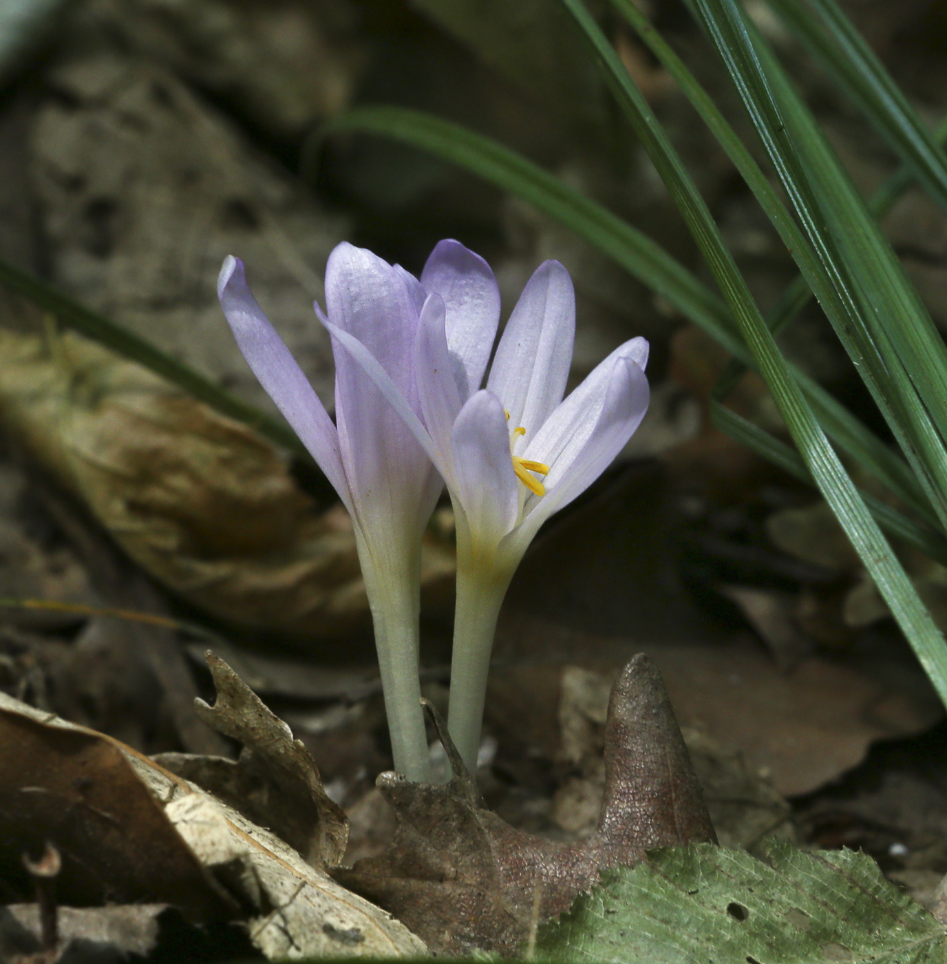 Image of Colchicum umbrosum specimen.