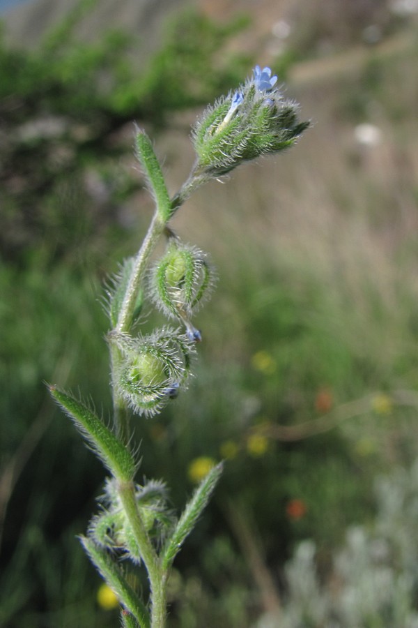 Image of Rochelia retorta specimen.