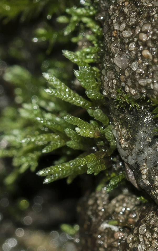 Image of Bryum argenteum specimen.