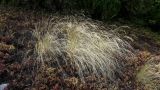 семейство Poaceae