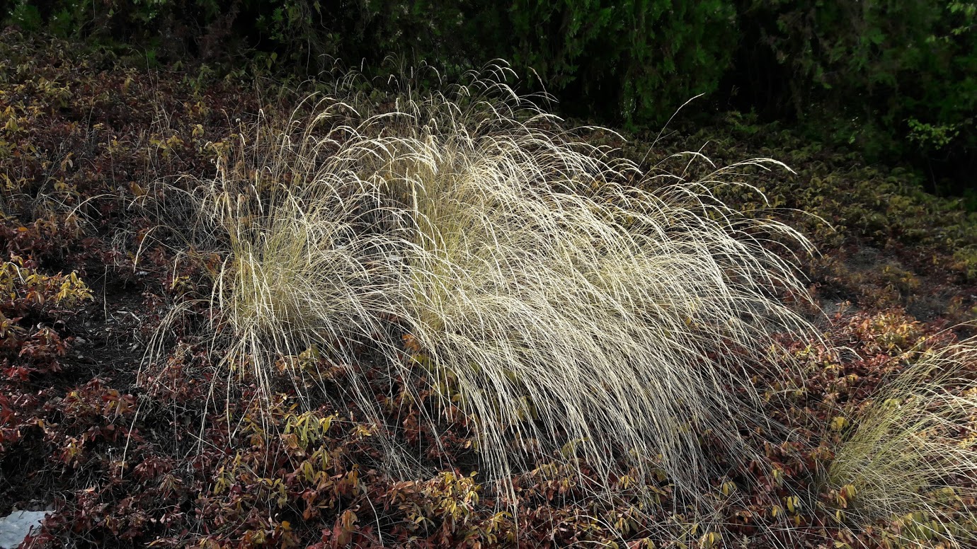 Image of familia Poaceae specimen.