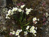 Claytonia soczaviana