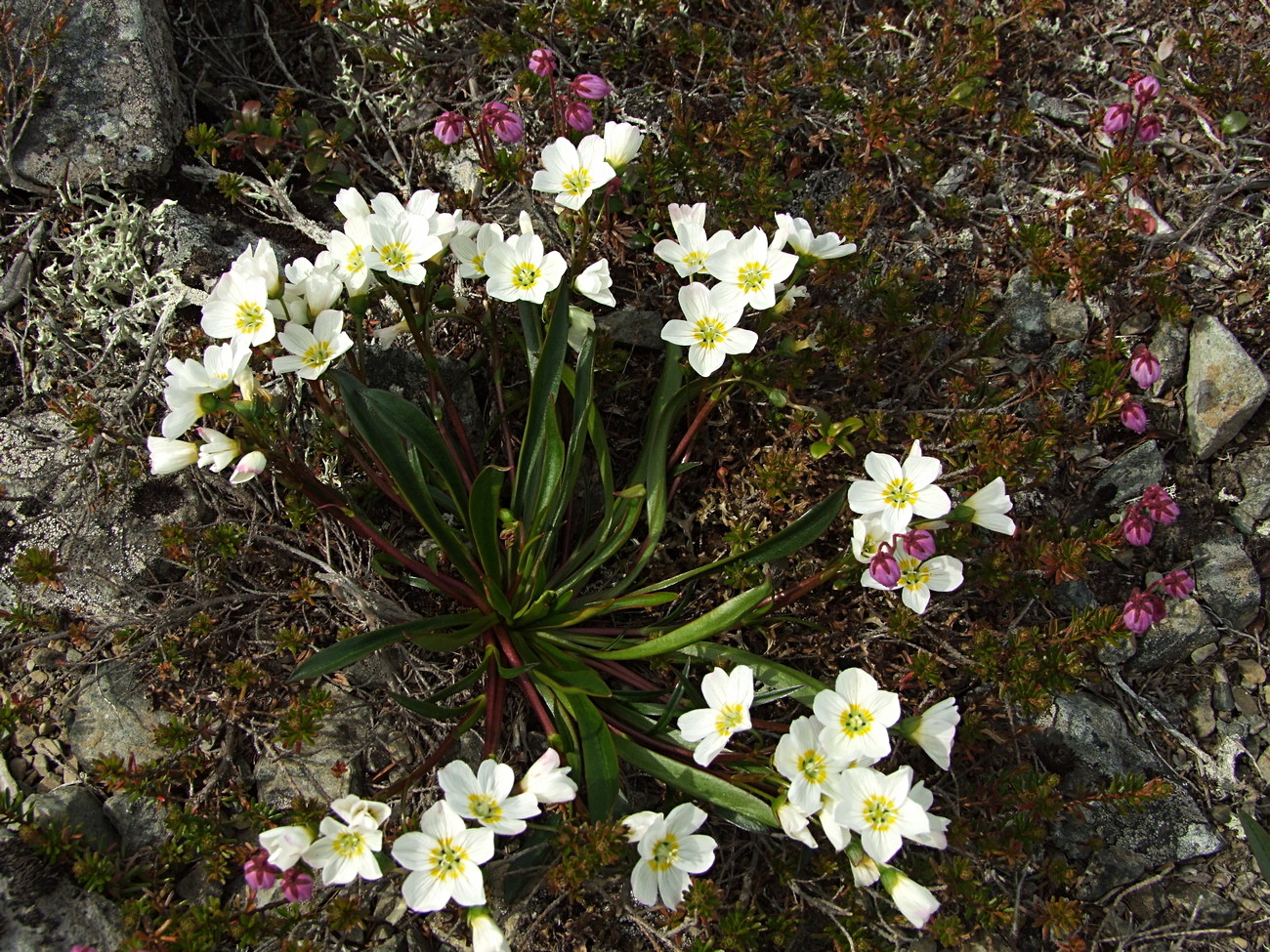Image of Claytonia soczaviana specimen.