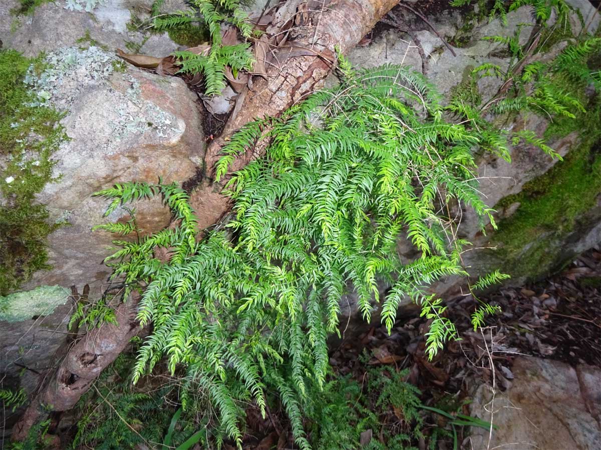 Изображение особи Asparagus scandens.