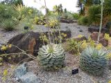 Agave parrasana