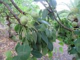 Sclerocarya birrea. Ветви с созревающими плодами. Австралия, г. Брисбен, ботанический сад. 14.02.2017.