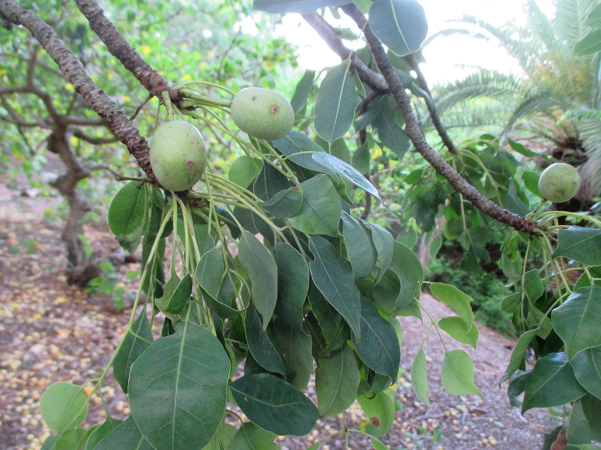 Image of Sclerocarya birrea specimen.