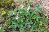 Potentilla micrantha. Цветущее растение. Грузия, Край Рача-Лечхуми и Нижняя Сванетия, Онский муниципалитет, окр. пос. Шови, дол. р. Чанчахи (приток р. Риони), выс. 1520 м н.у.м., опушка смешанного леса. 07.05.2017.