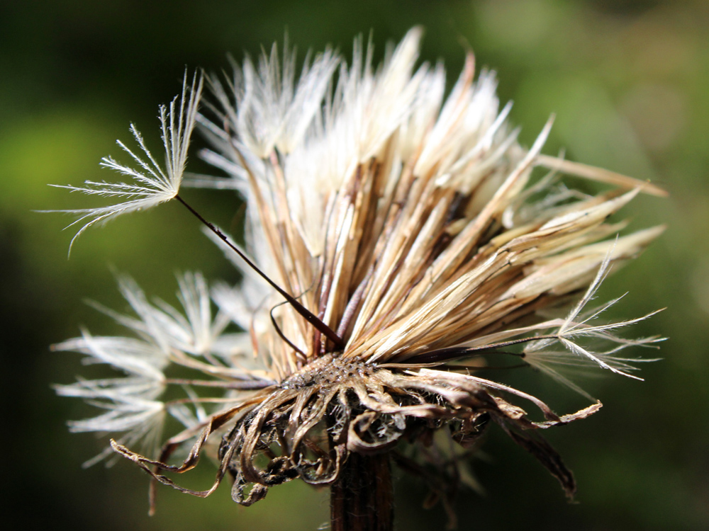 Image of Trommsdorffia maculata specimen.