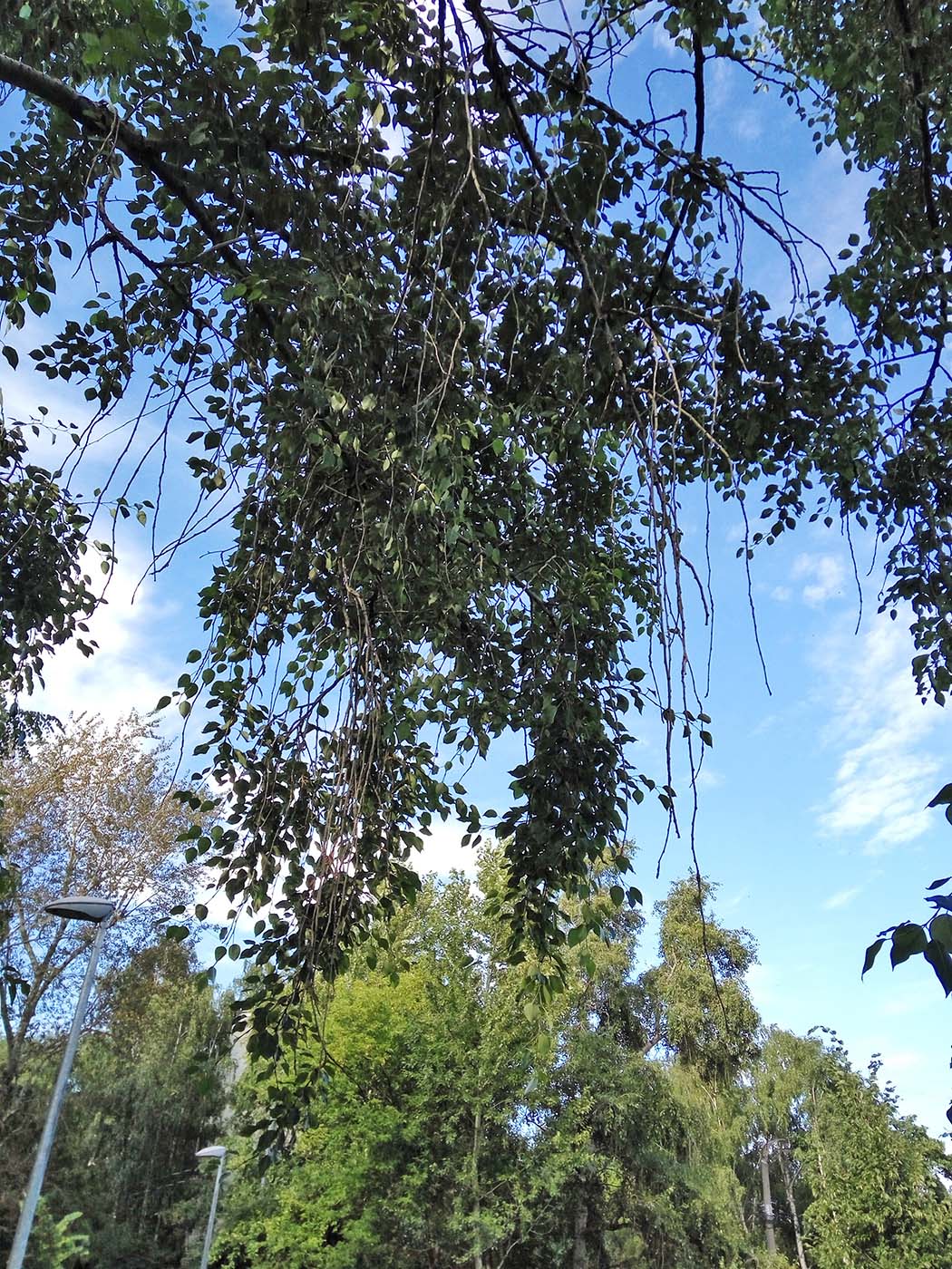 Image of Populus &times; rasumowskiana specimen.