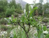 genus Salix