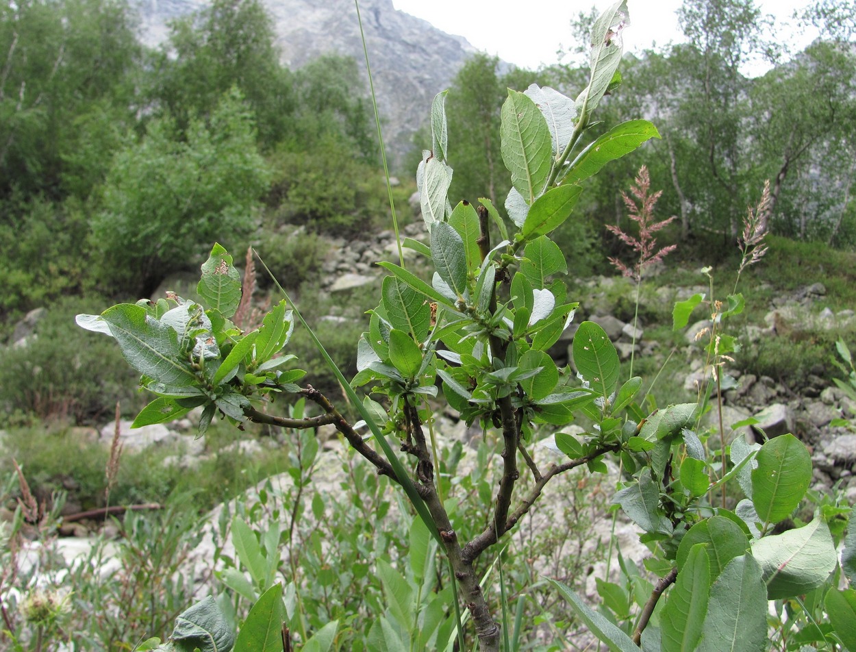 Image of genus Salix specimen.