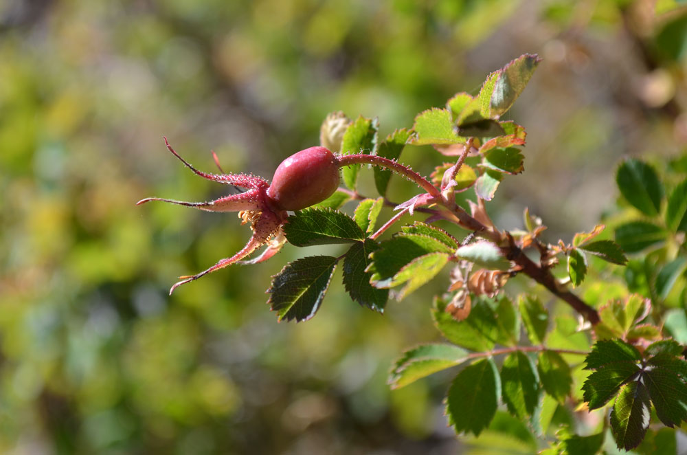 Изображение особи Rosa nanothamnus.