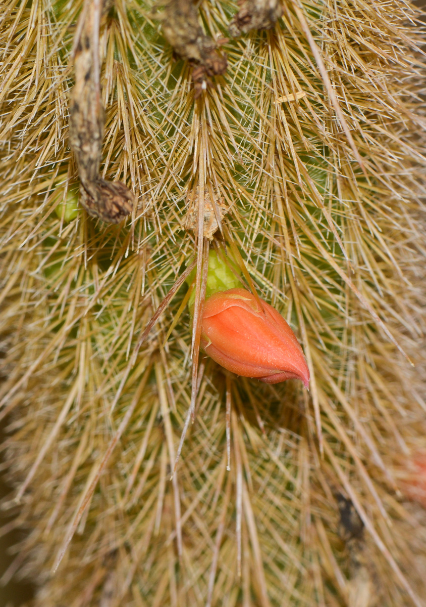 Image of Cleistocactus winteri specimen.