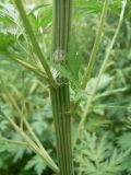 Artemisia sieversiana