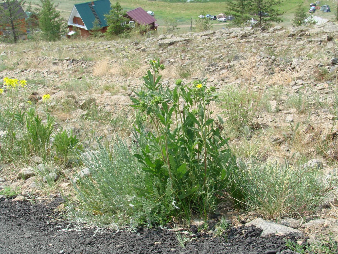 Изображение особи Potentilla longifolia.