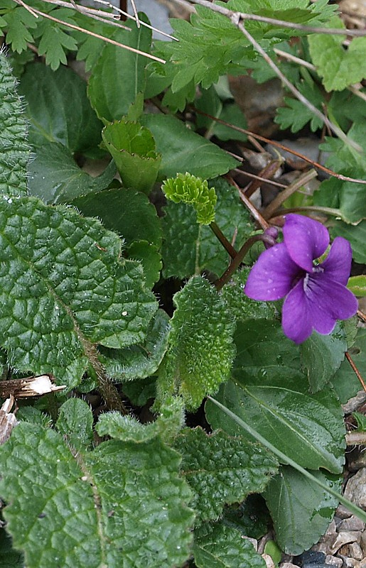 Image of Viola somchetica specimen.