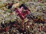 Pedicularis ochotensis