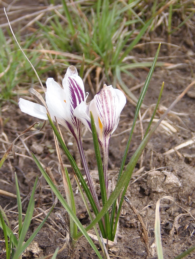 Image of Crocus reticulatus specimen.