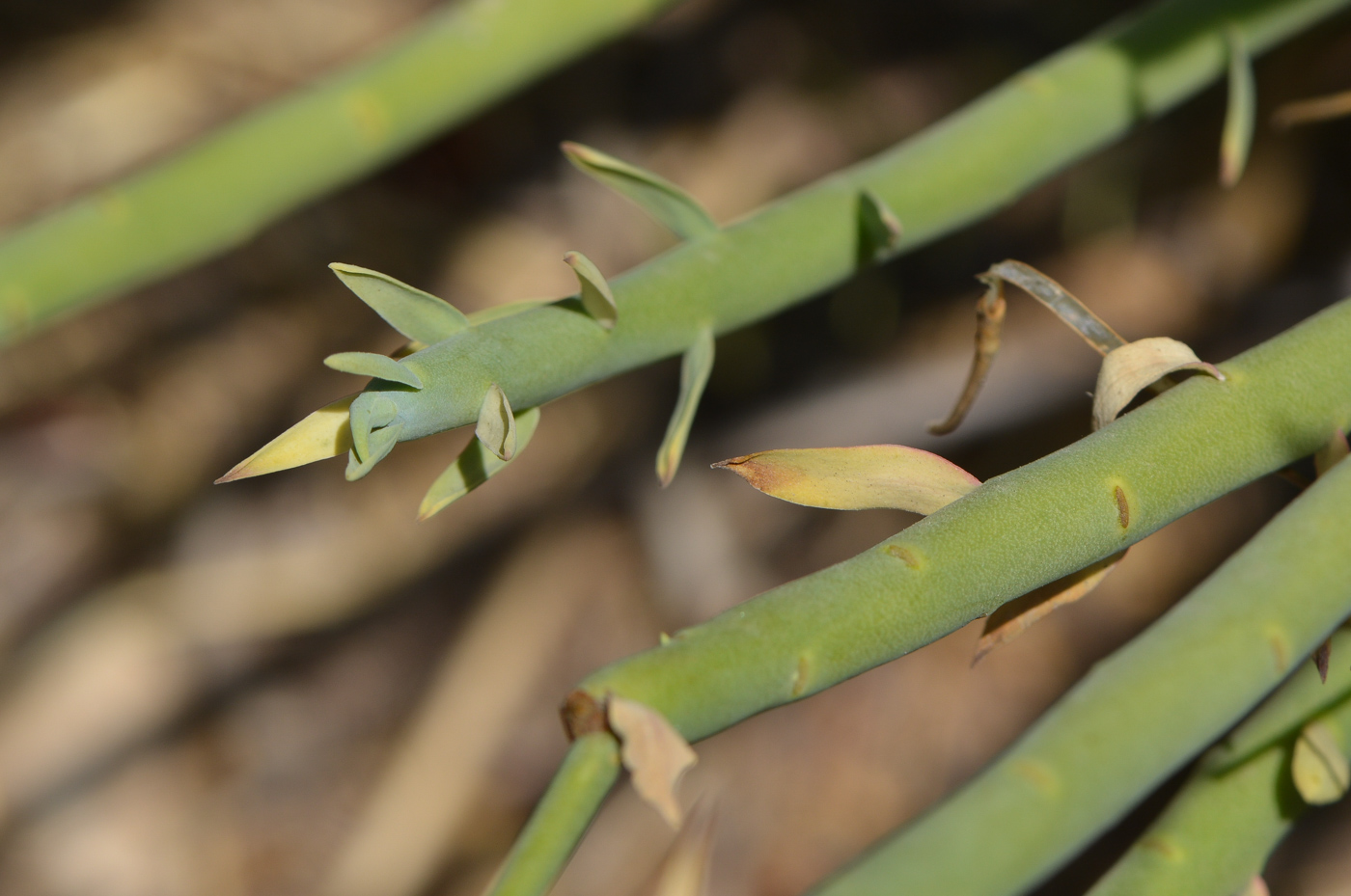 Image of Euphorbia mauritanica specimen.