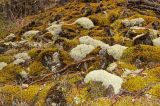 Cladonia arbuscula