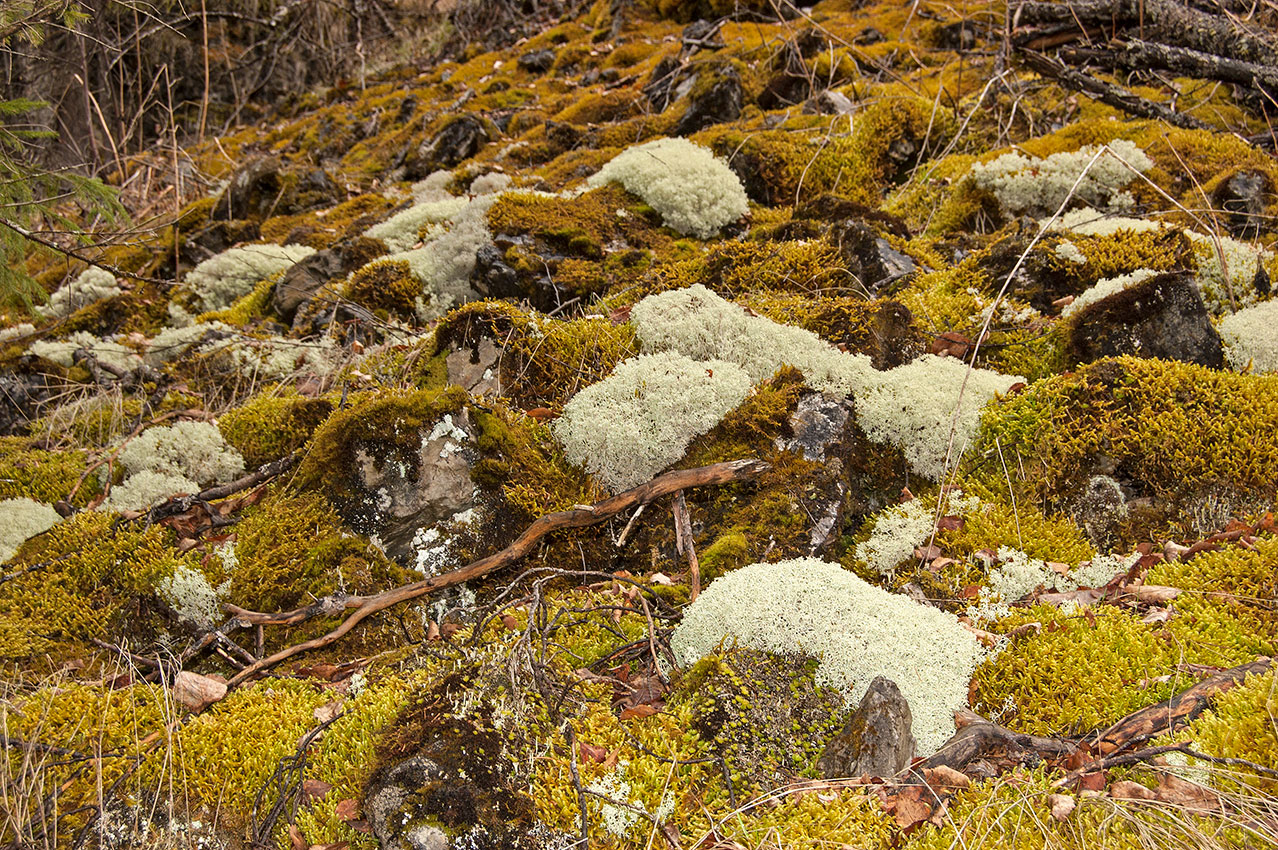Image of Cladonia arbuscula specimen.