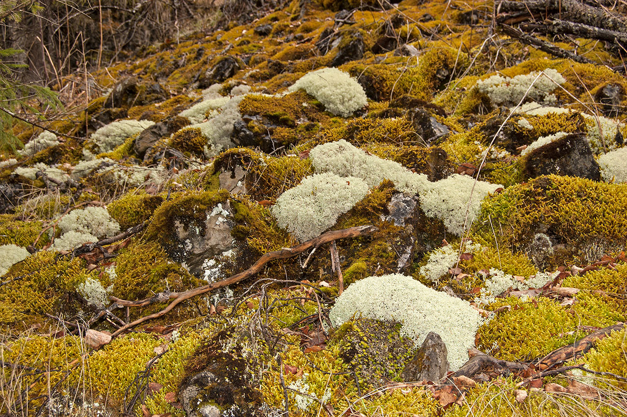 Изображение особи Cladonia arbuscula.