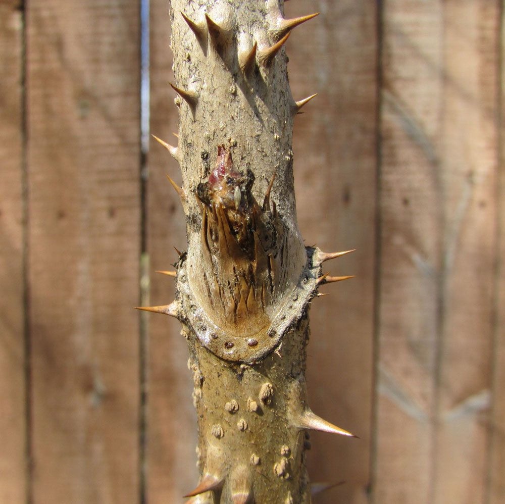 Image of Aralia spinosa specimen.