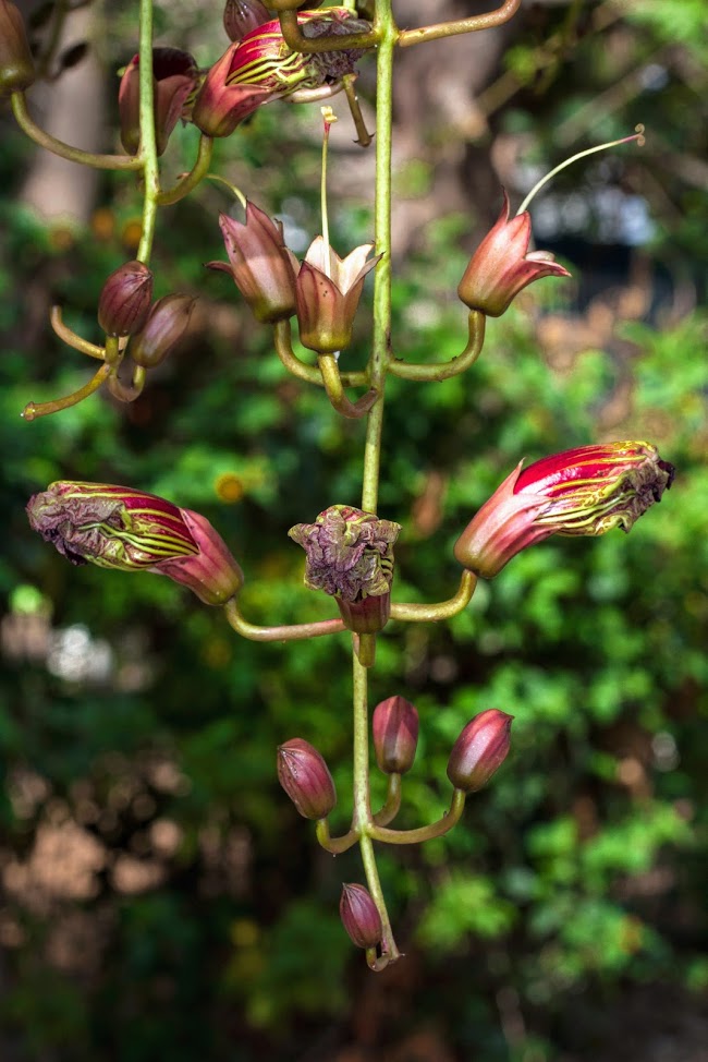 Image of Kigelia pinnata specimen.