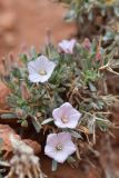 Convolvulus tragacanthoides