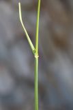 Poa compressa