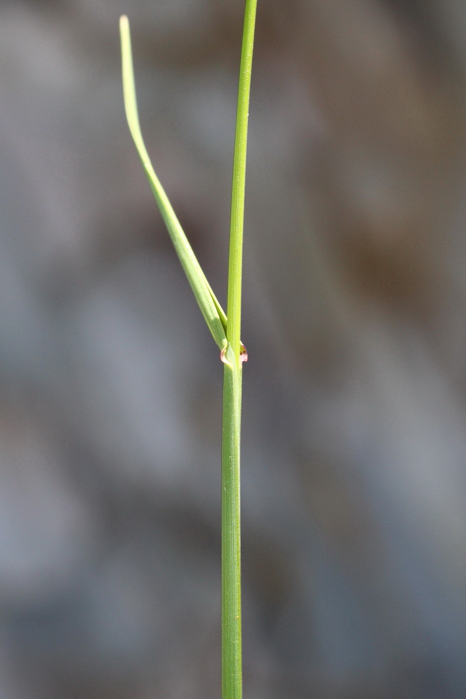 Image of Poa compressa specimen.