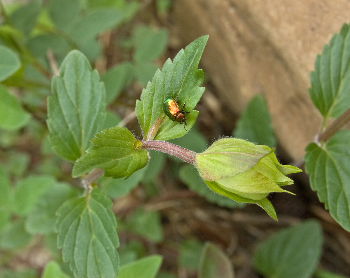 Изображение особи Scutellaria supina.