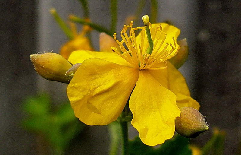 Image of Chelidonium majus specimen.