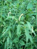 Persicaria scabra