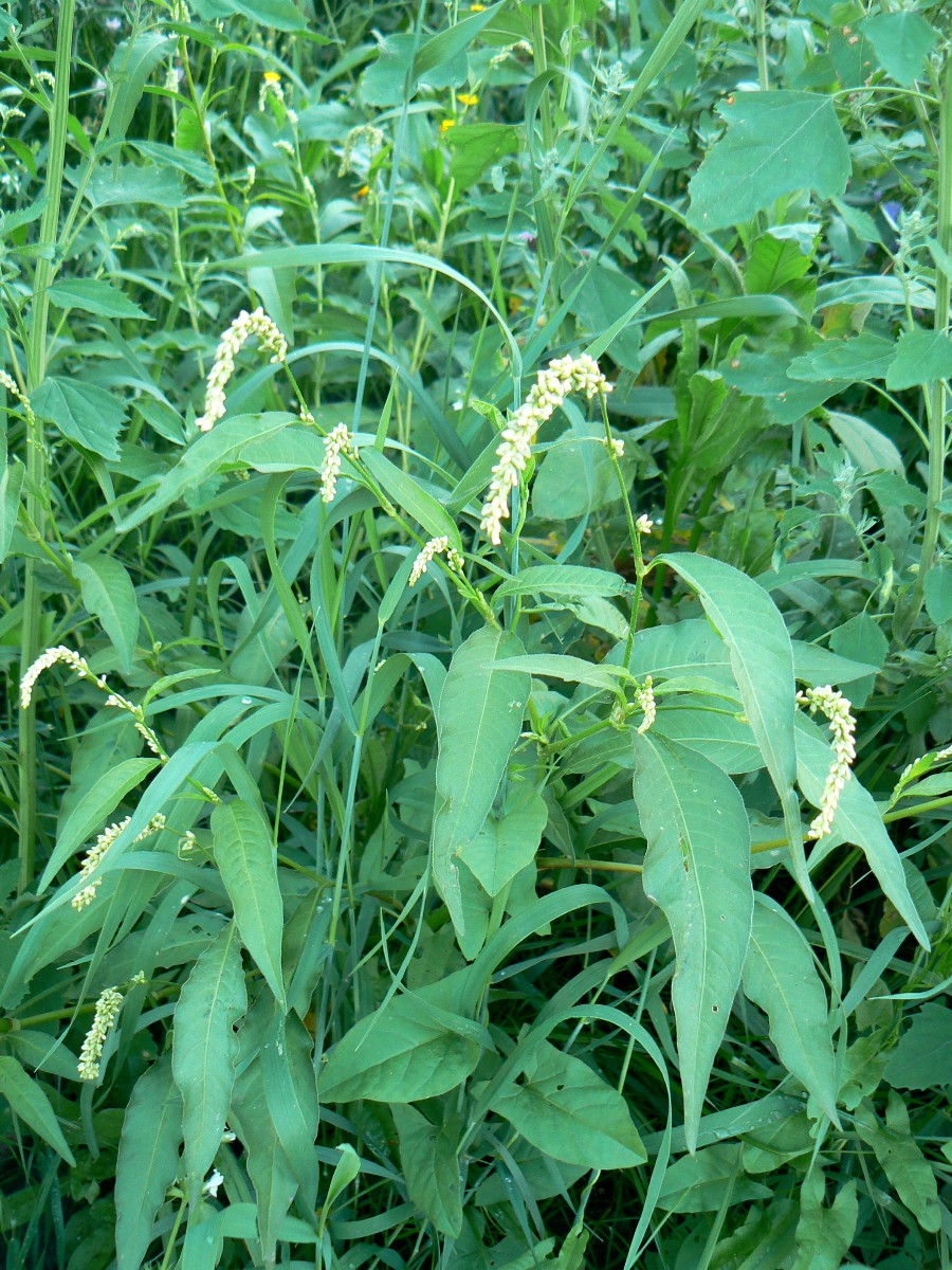 Image of Persicaria scabra specimen.