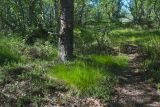 Avenella flexuosa. Куртины расцветающих растений в смешанном лесу. Окр. Мурманска, сопка на берегу Кольского залива. 08.07.2018.