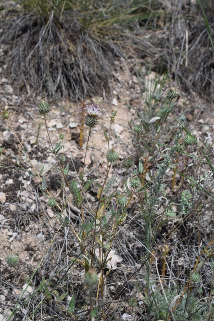 Image of Cousinia margaritae specimen.