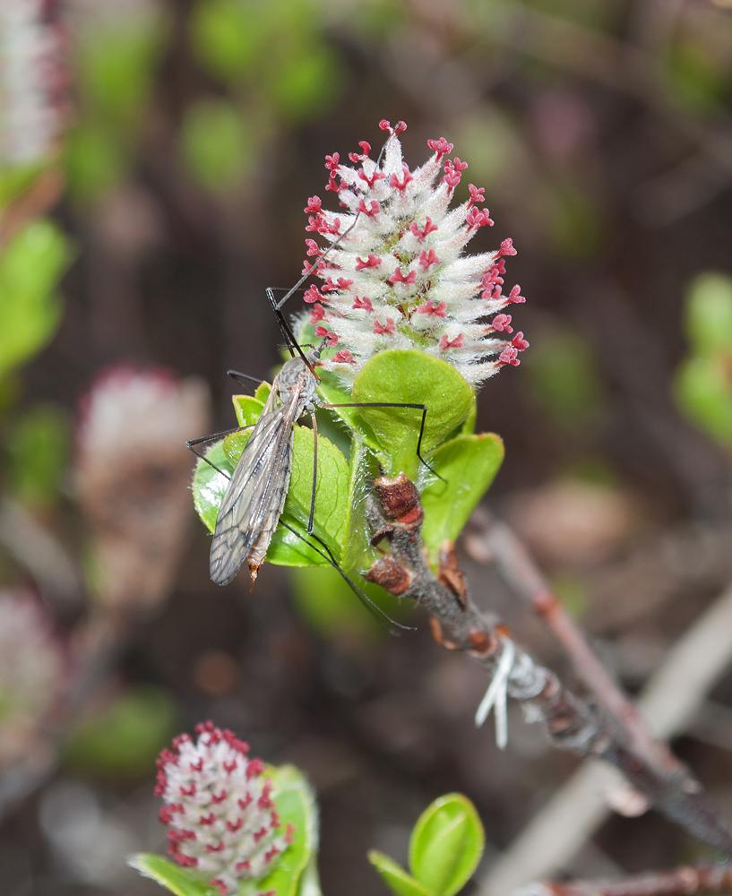 Изображение особи Salix myrsinites.