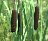 род Typha. Верхушки растений с соплодиями-початками. Московская обл., Раменский р-н, окр. ж.-д. платформы Хрипань, мелиорационная канава на окраине поля. 26.07.2018.