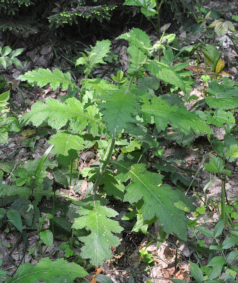 Изображение особи семейство Asteraceae.