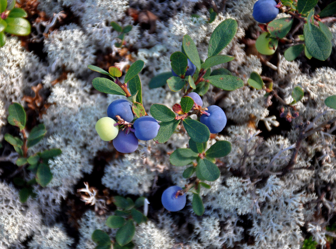 Image of Vaccinium uliginosum ssp. microphyllum specimen.