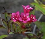 Weigela hybrida