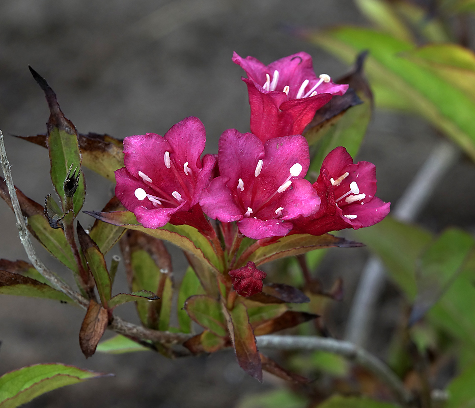 Image of Weigela hybrida specimen.