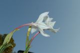 Gladiolus murielae
