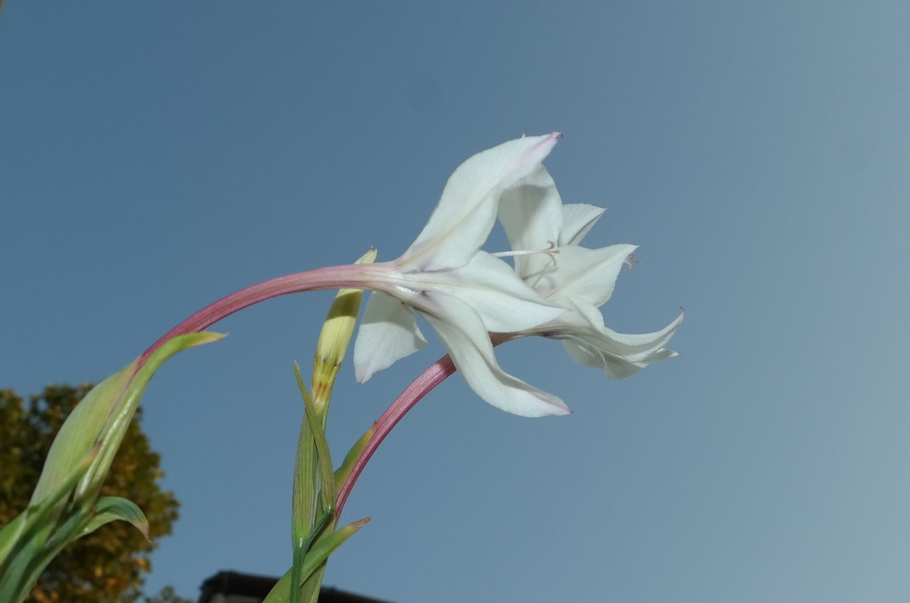 Изображение особи Gladiolus murielae.