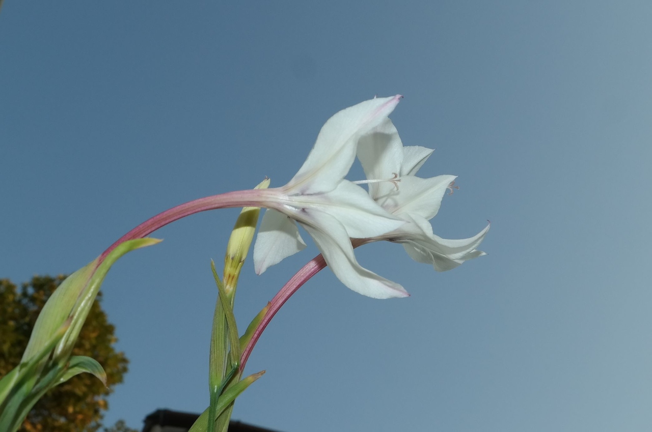 Image of Gladiolus murielae specimen.