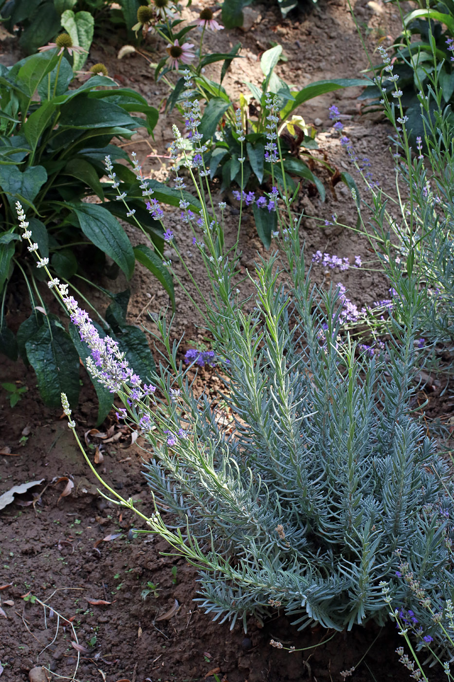 Image of Lavandula latifolia specimen.